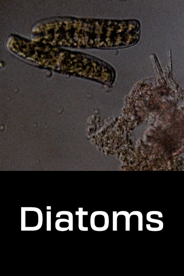 Diatoms poster background