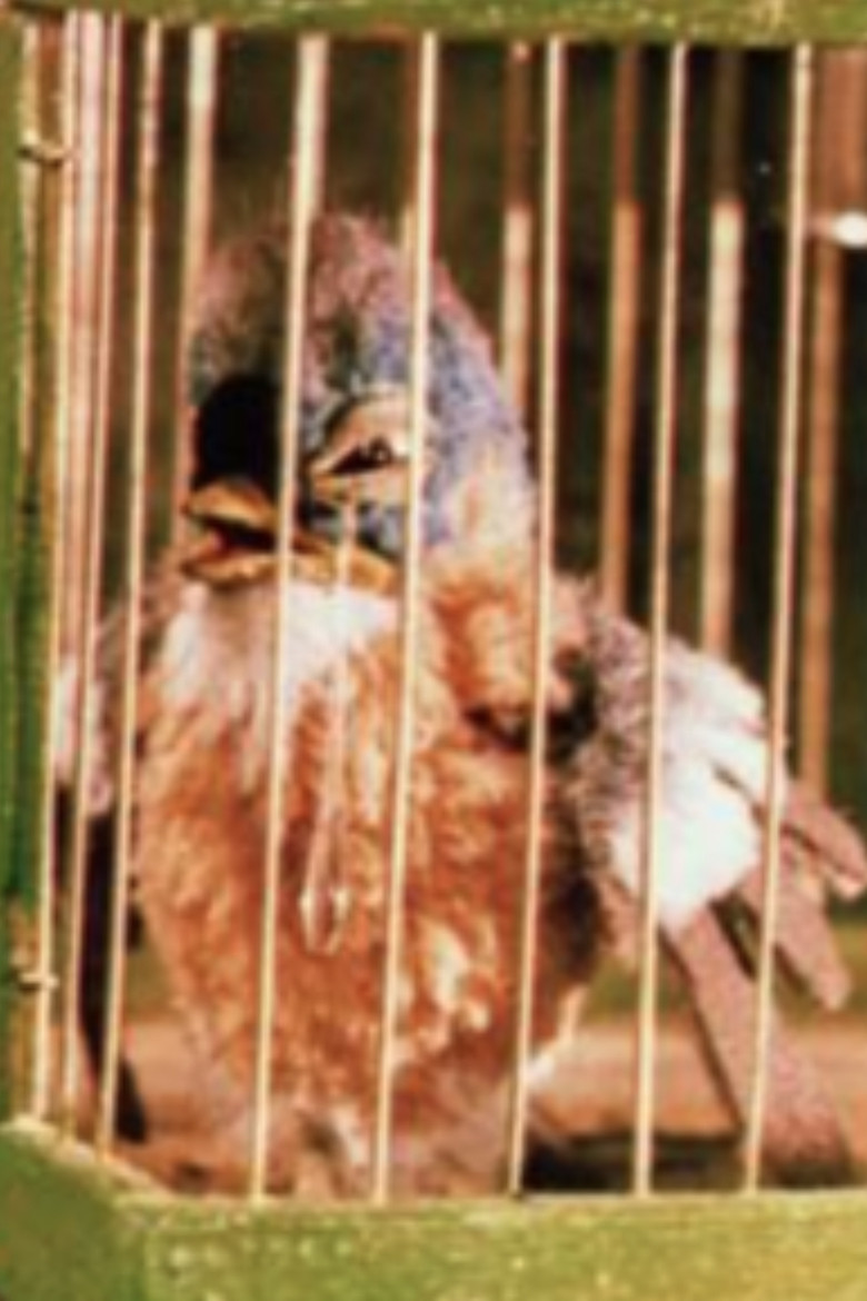 Gazouilli, petit oiseau poster background