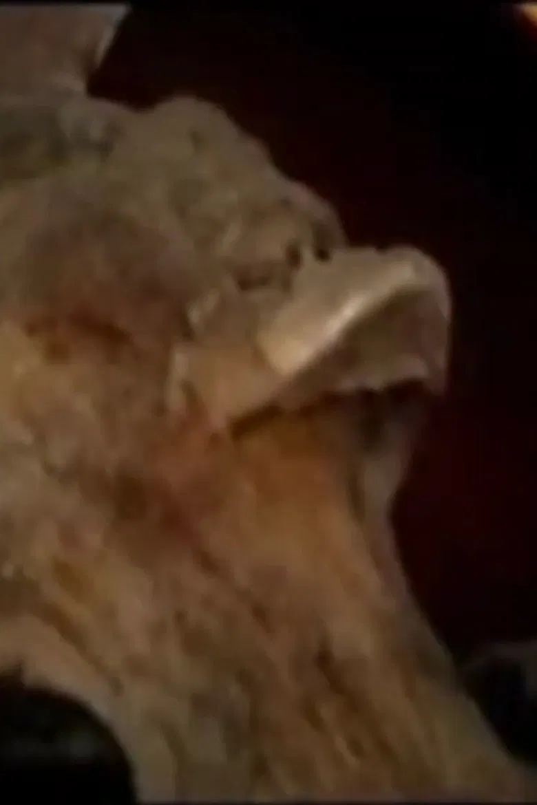 Under Cemetery 2: Guanajuato poster background