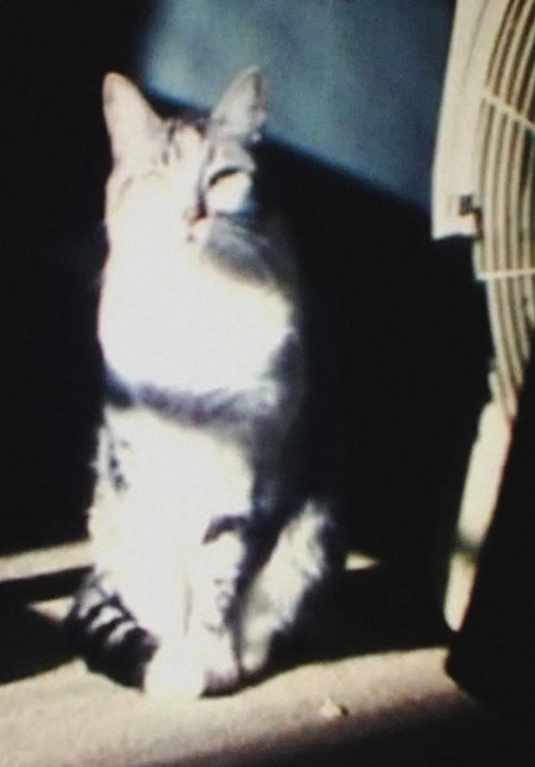 sin título (Snoopy) poster background