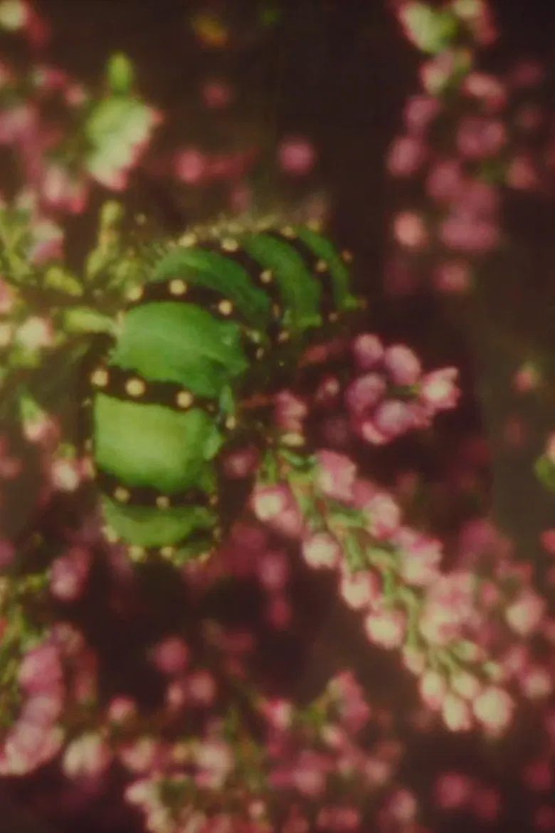 Antler poster background