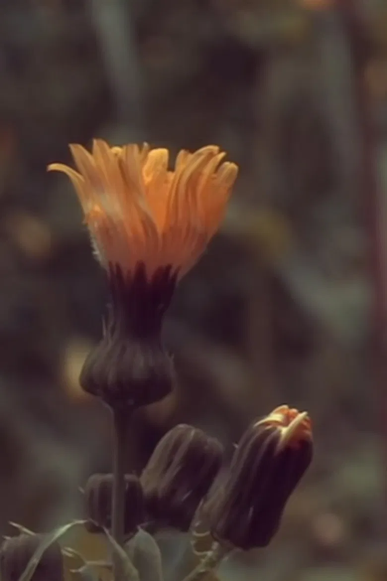 31/3/20 8.00 poster background