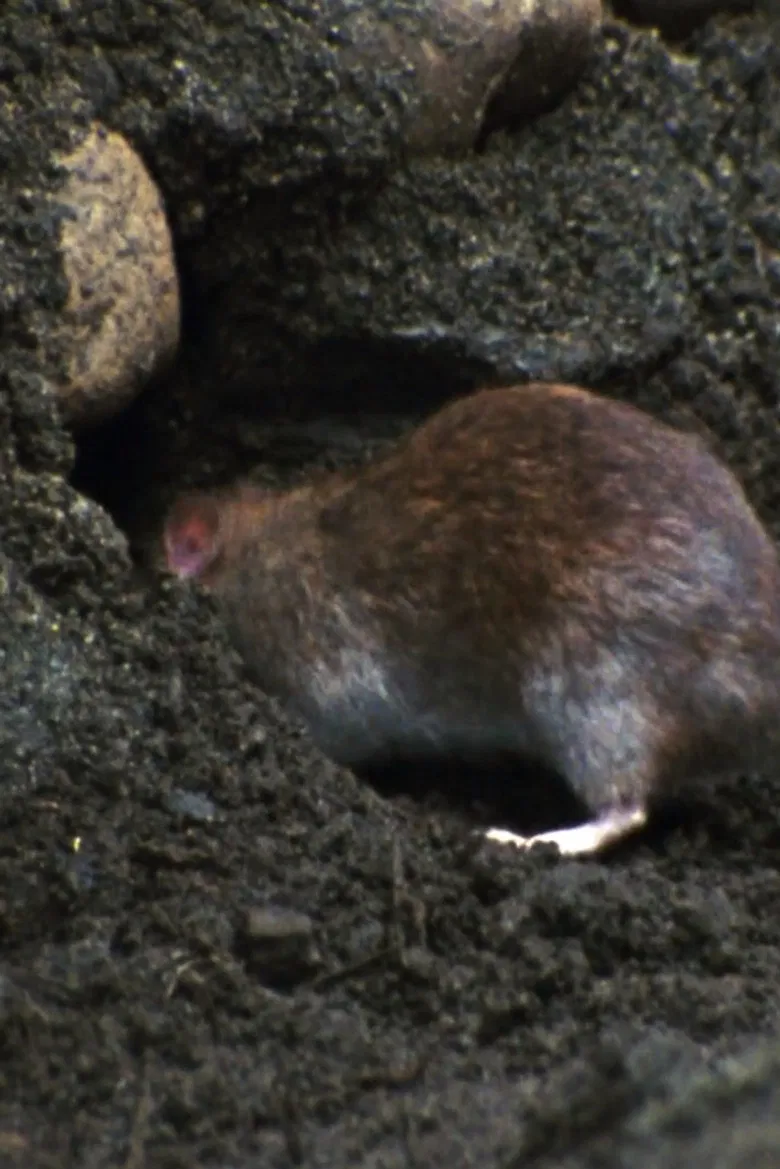 Ratopolis poster background