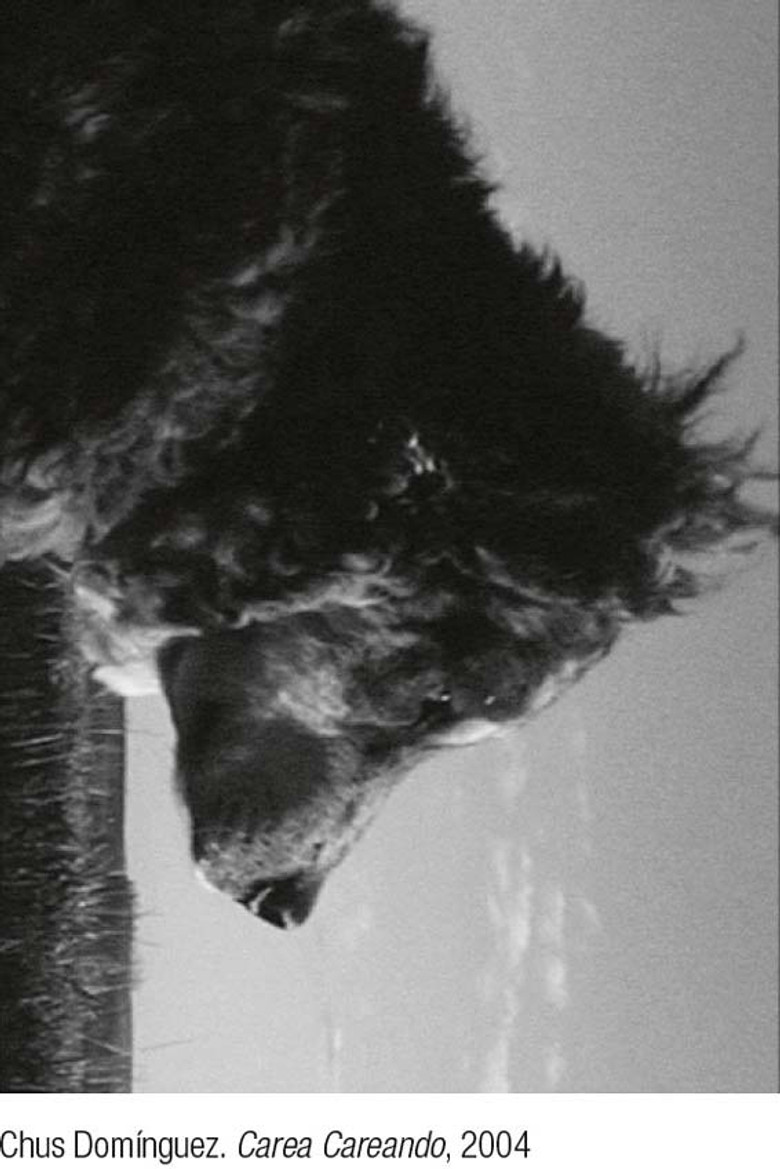 Carea careando. De pastores, perros y rebaños poster background