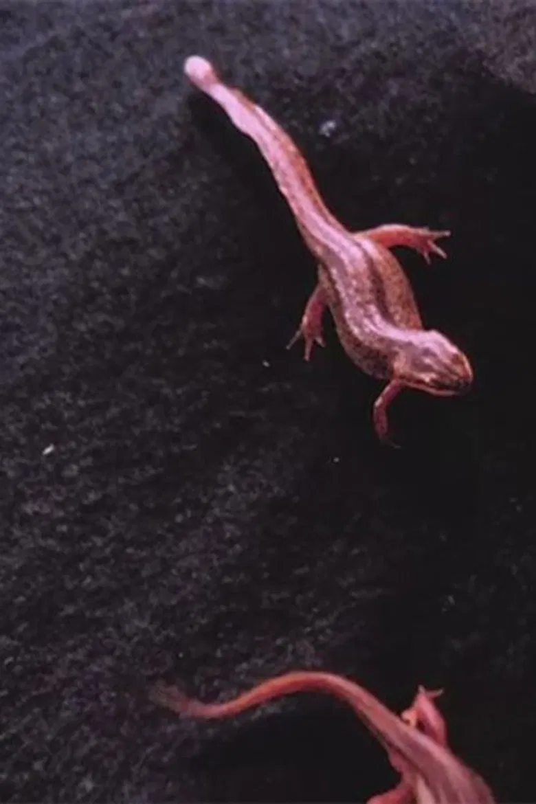 Fire Belly poster background