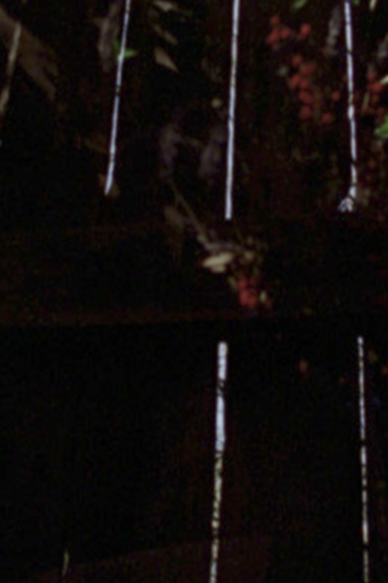 Garden Glimpses poster background