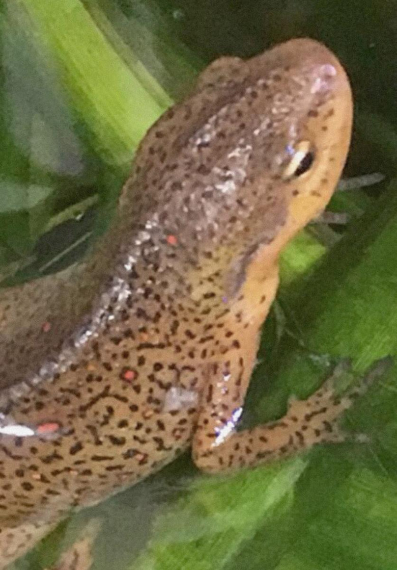 4 Fingers, 5 Toes poster background