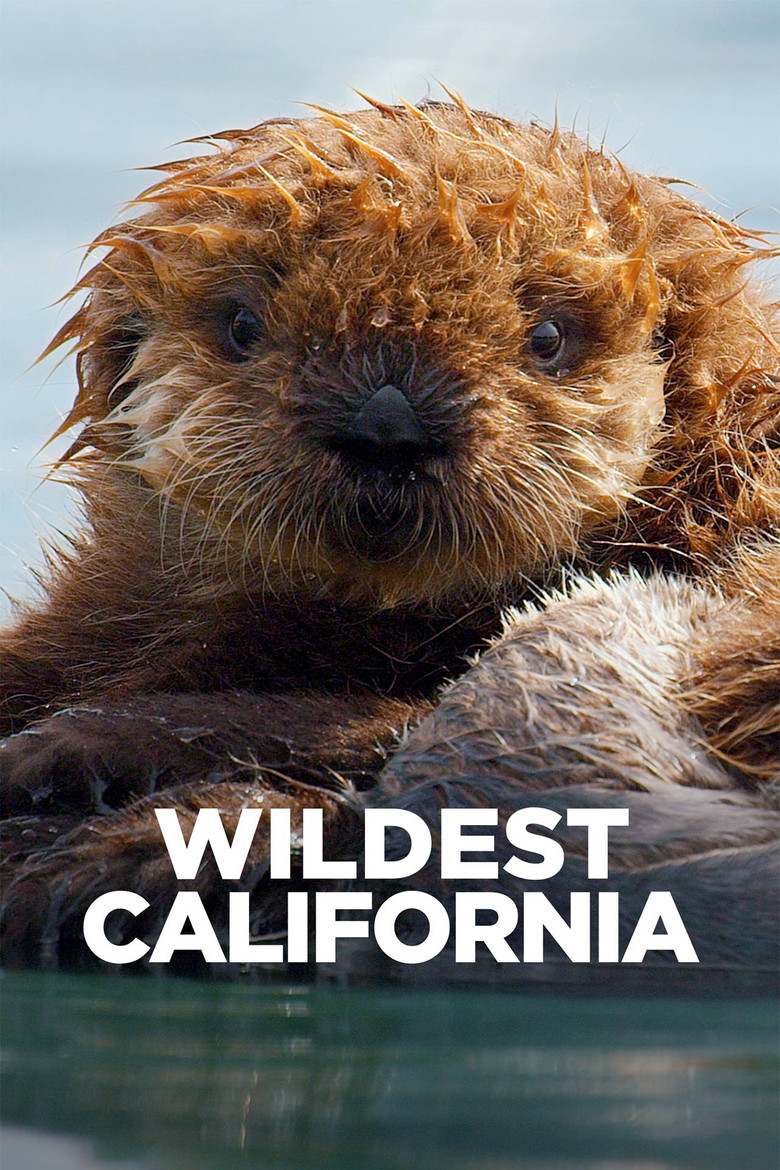 Wildest California poster background