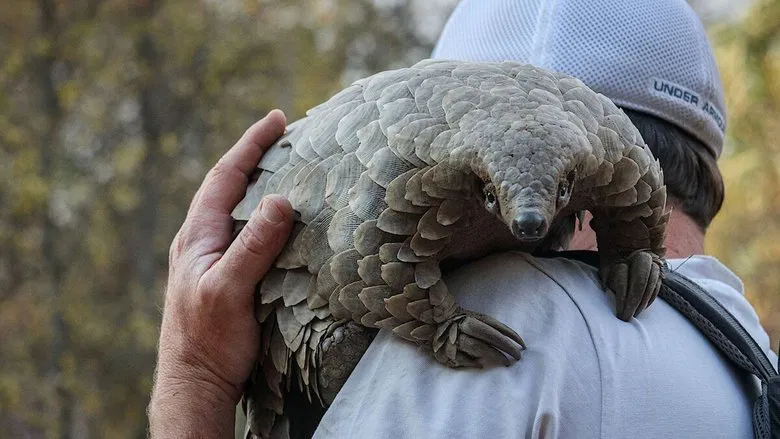 A close-up of a pangolin's scales and face