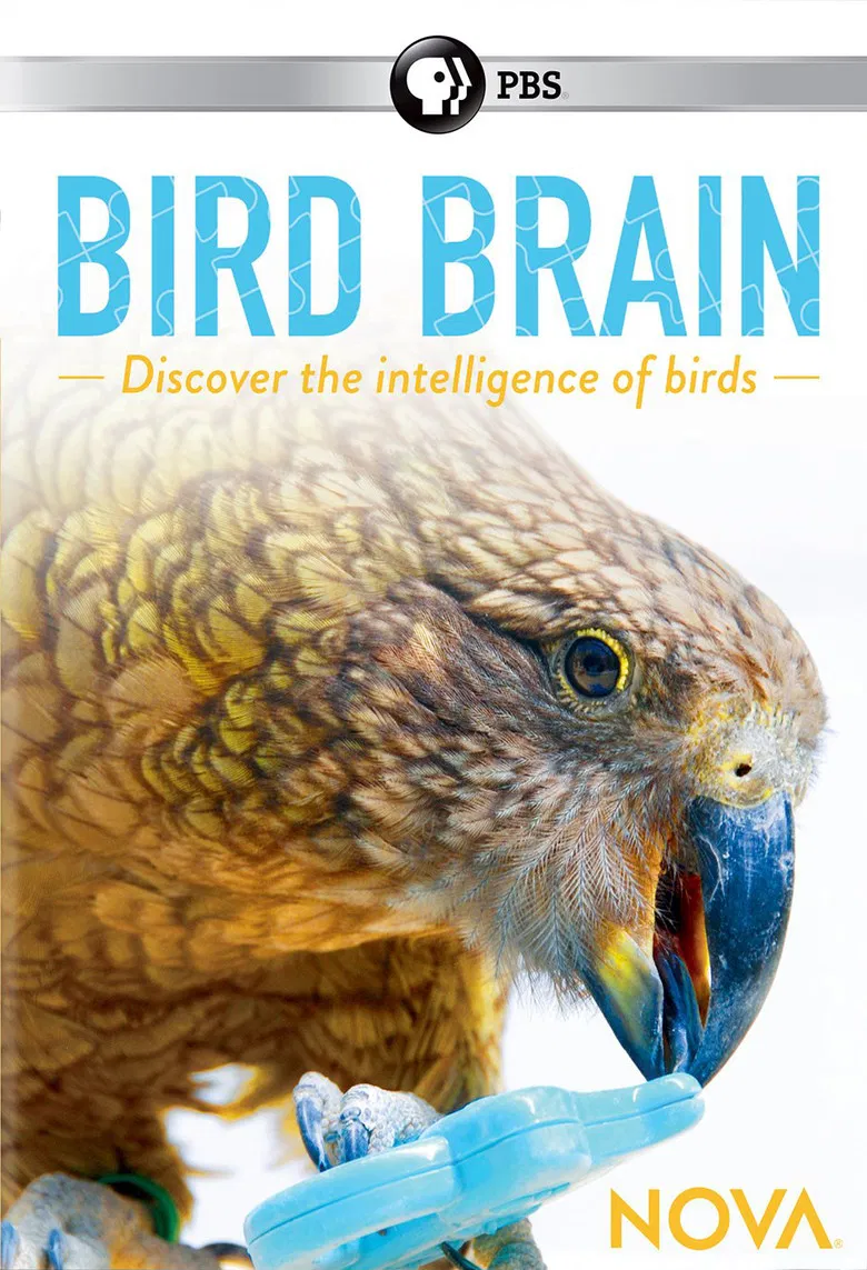 NOVA: Bird Brain poster background