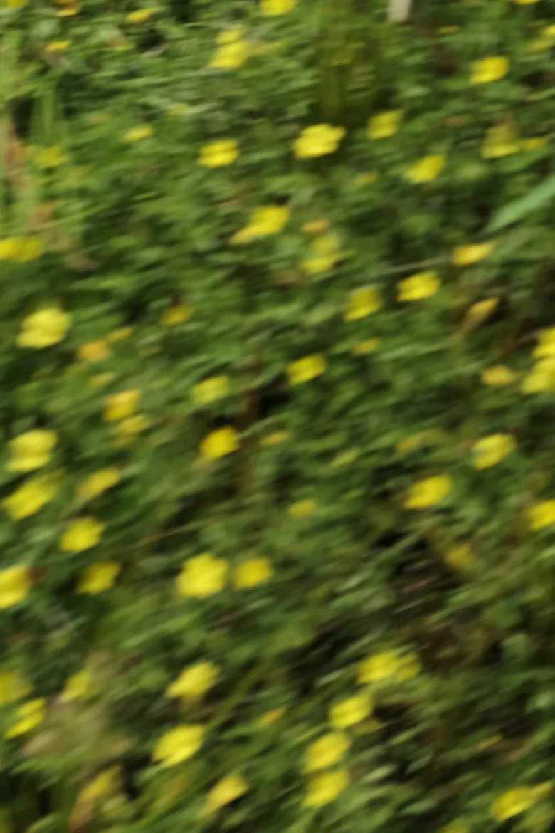 eye see flowers spinning poster background