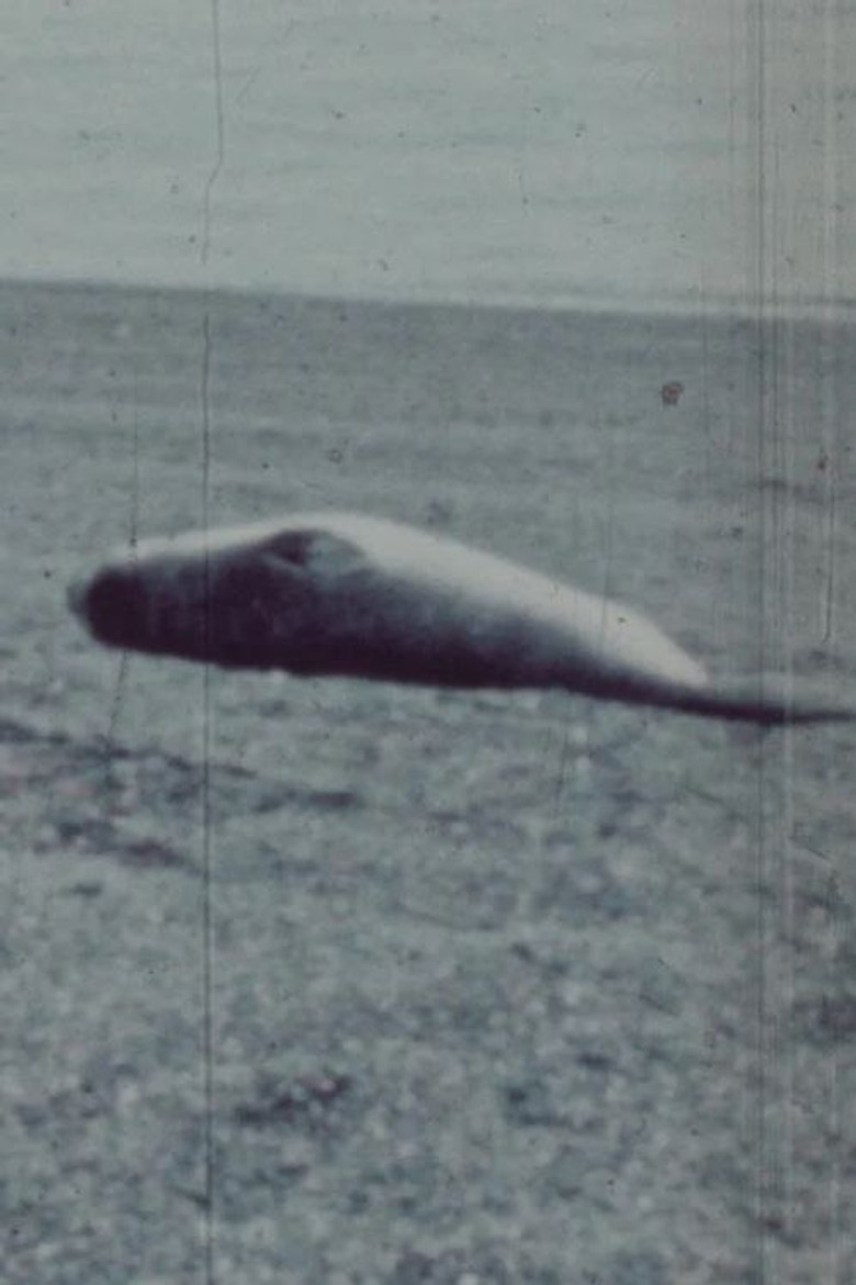 Patagonia poster background