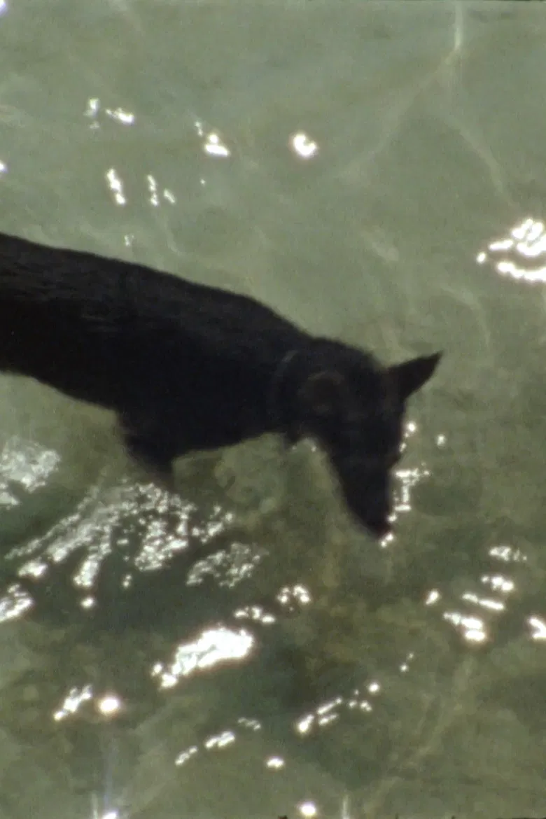 Spielende Hunde poster background