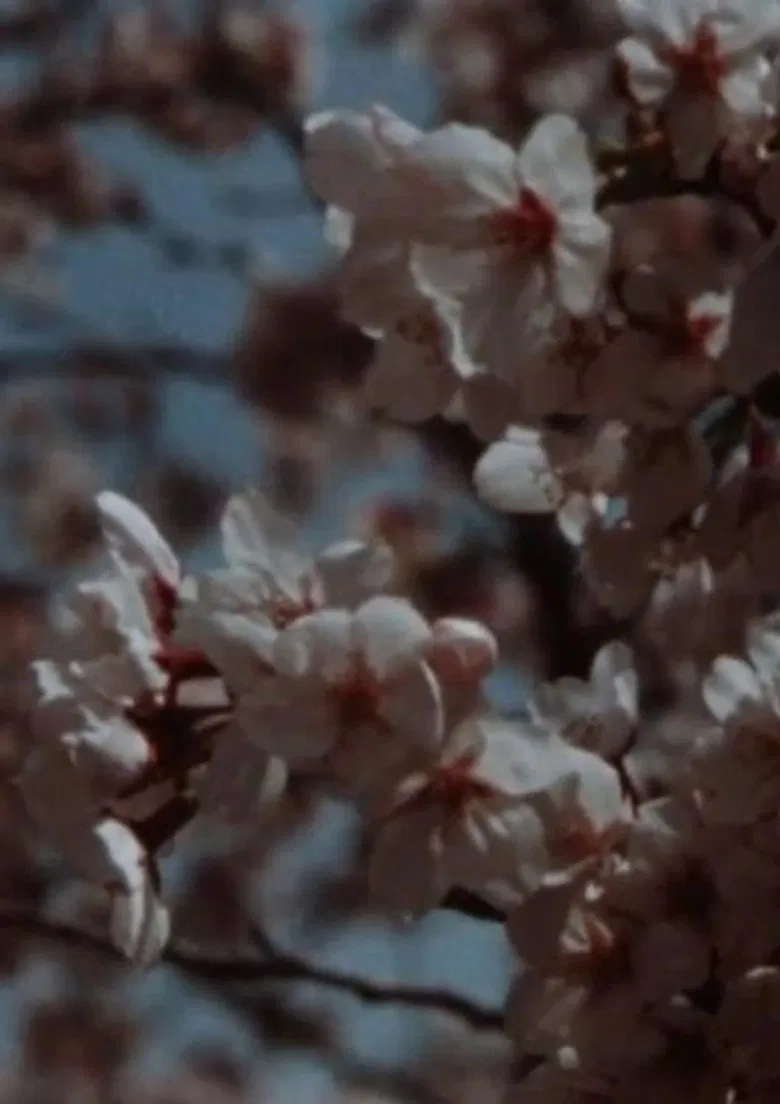 Sakura, Sakura poster background