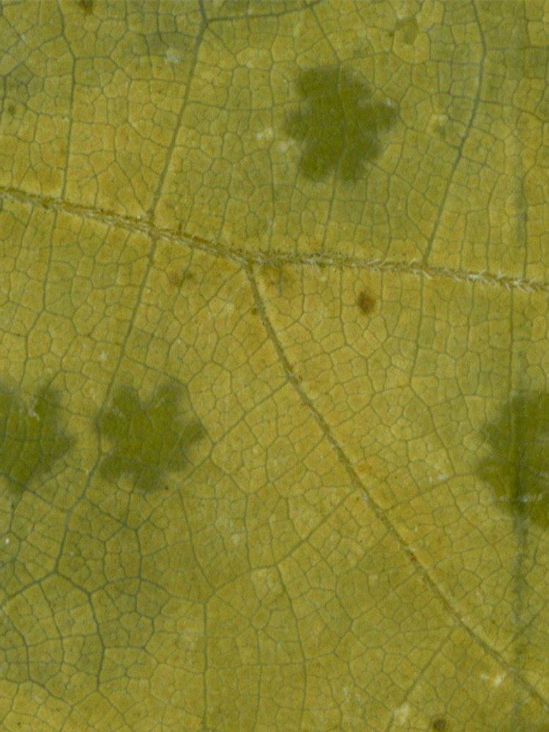 Ghost Orchard - Jessamine poster background