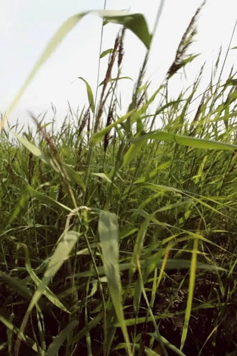 Reed poster background