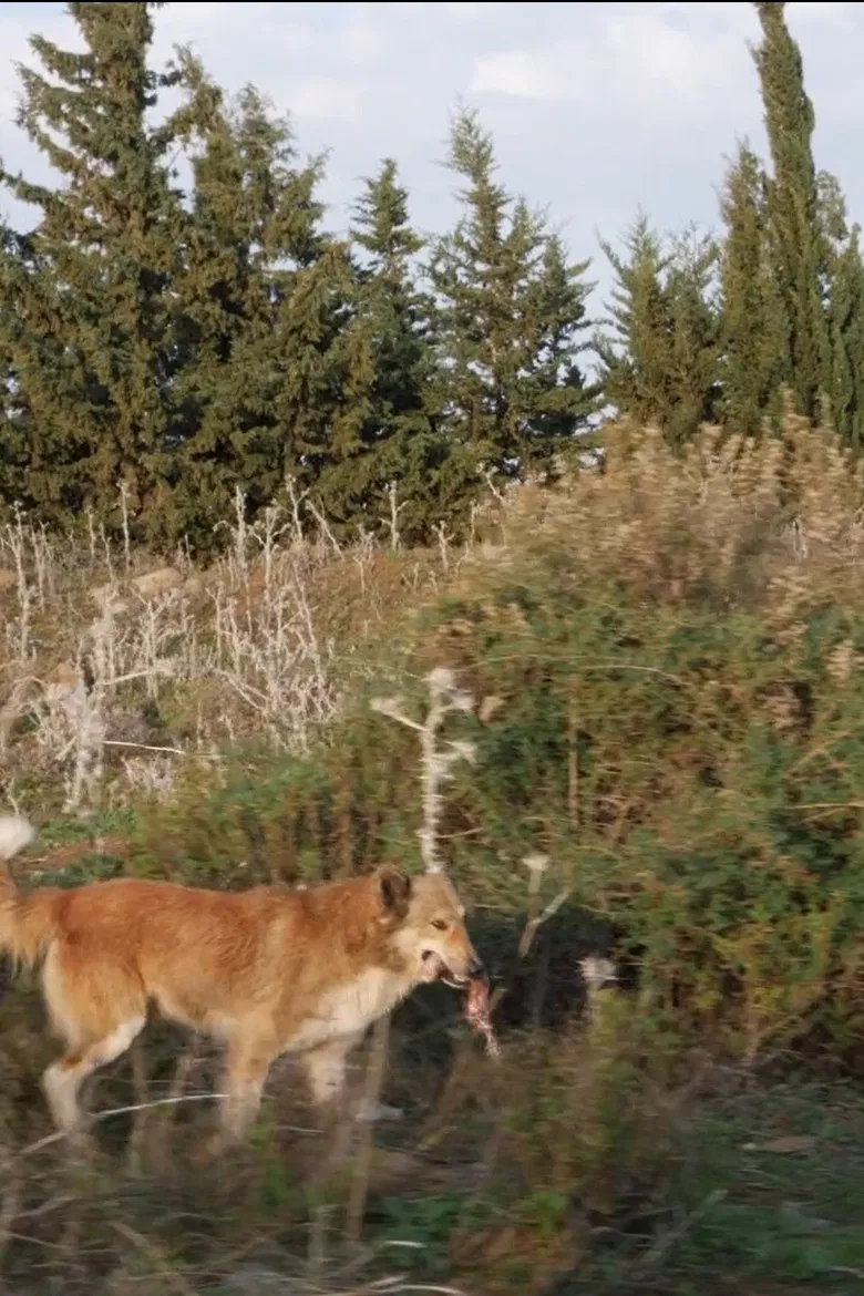 Red in Tooth poster background