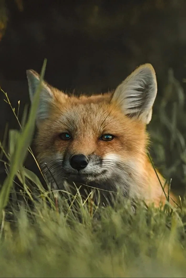 The Fox poster background