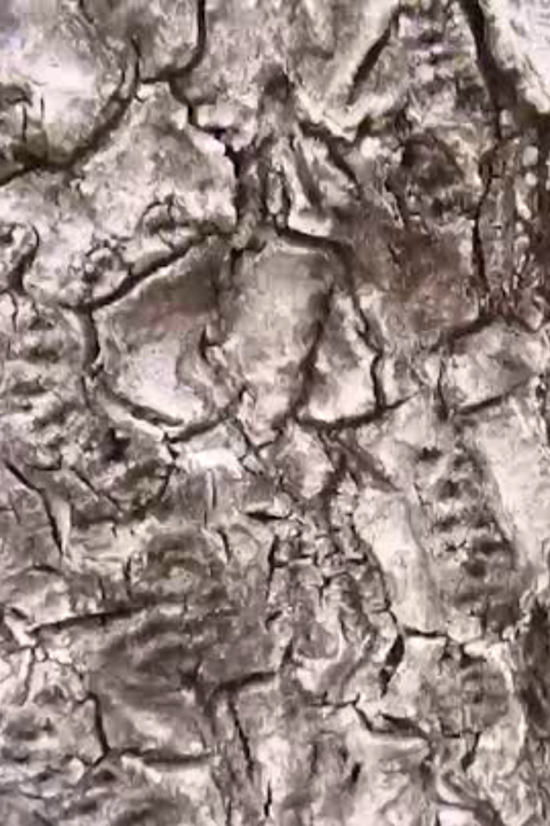 Ecosystem 16 ~ Geoid poster background