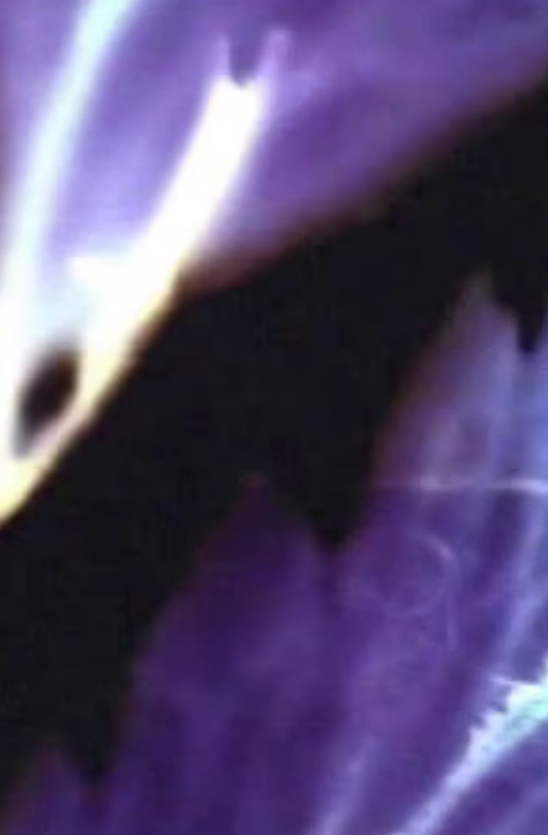 finger petals poster background