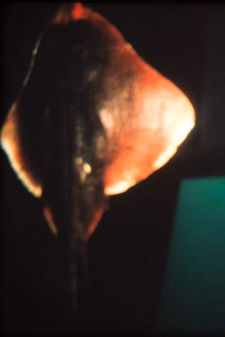 Dream of a Ray Fish poster background