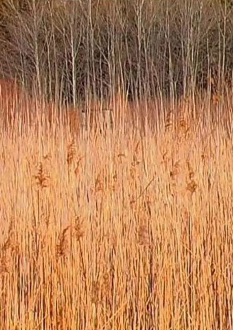 Retour à Walden (Une économie) poster background