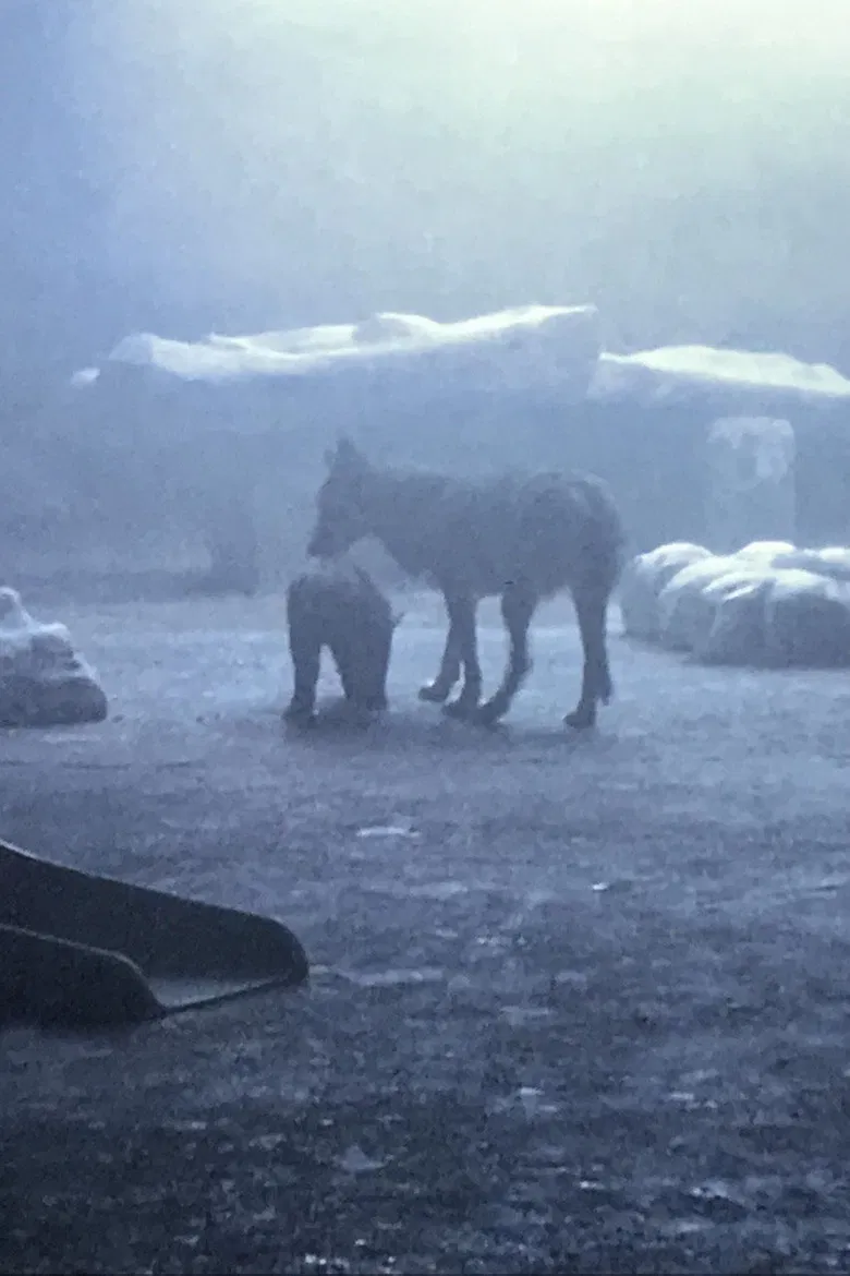 Memento Mori poster background