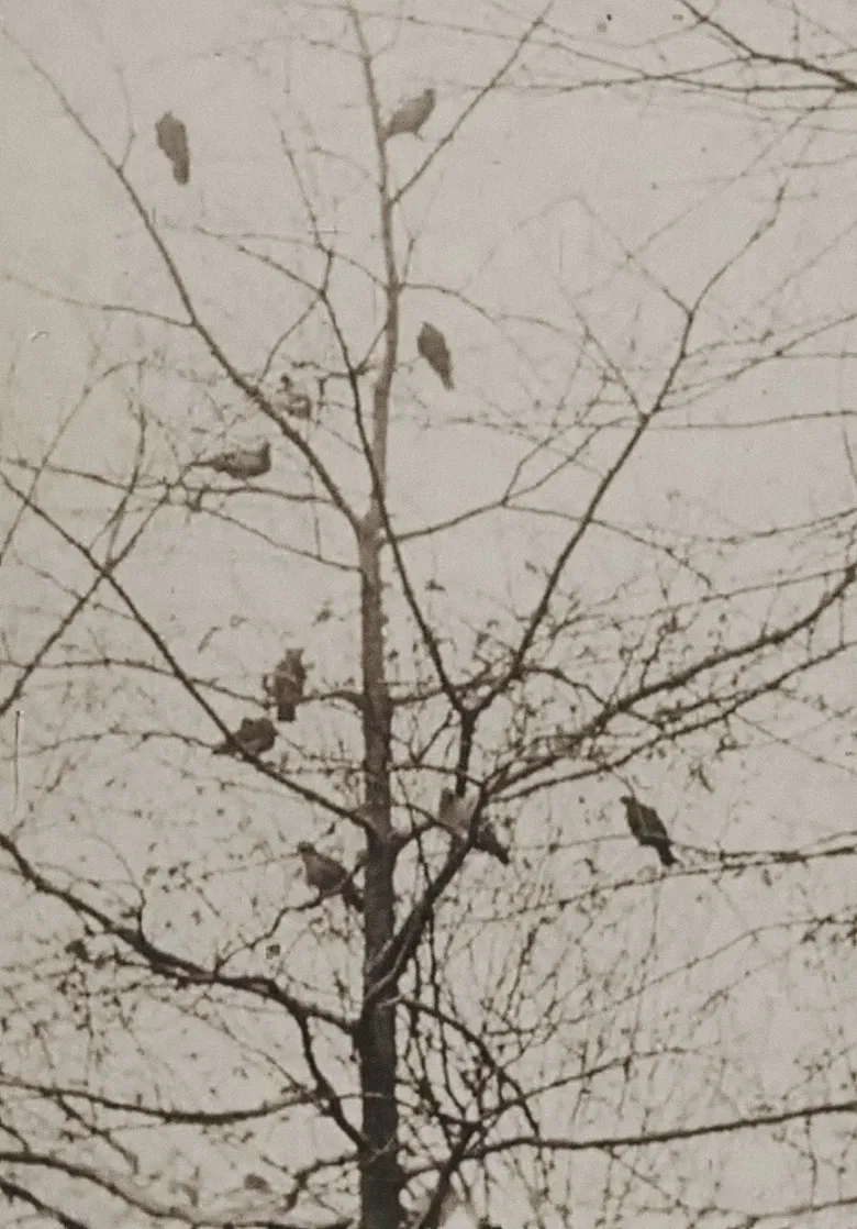 The Aviary poster background