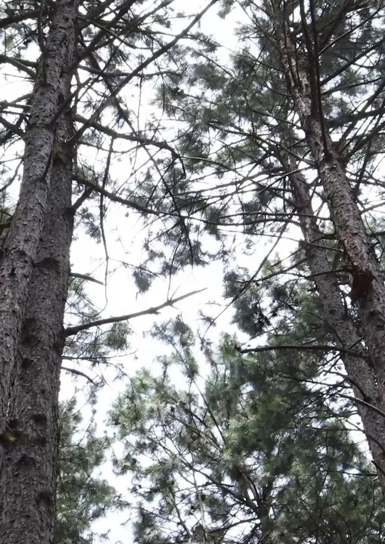 noturna poster background