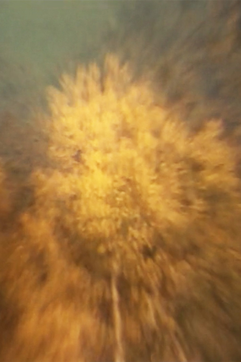 Über den Flammenbaum poster background