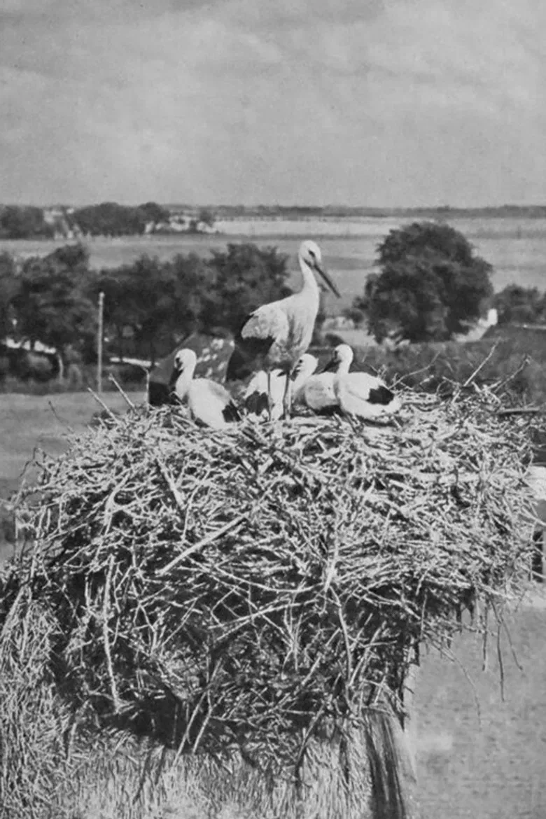 The Storks poster background