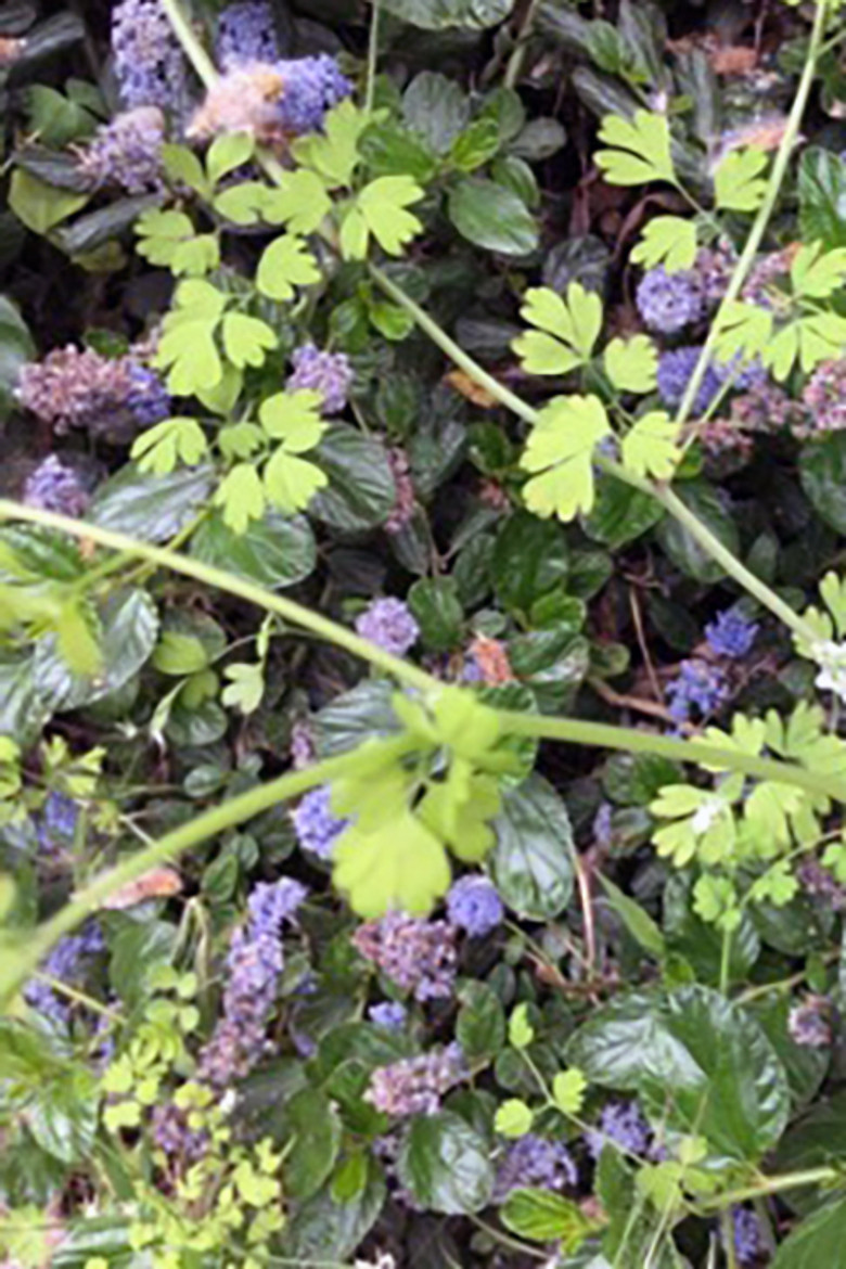 Terce poster background