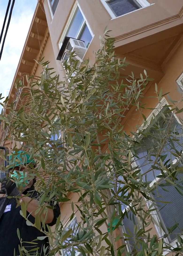 Olive for Steve poster background