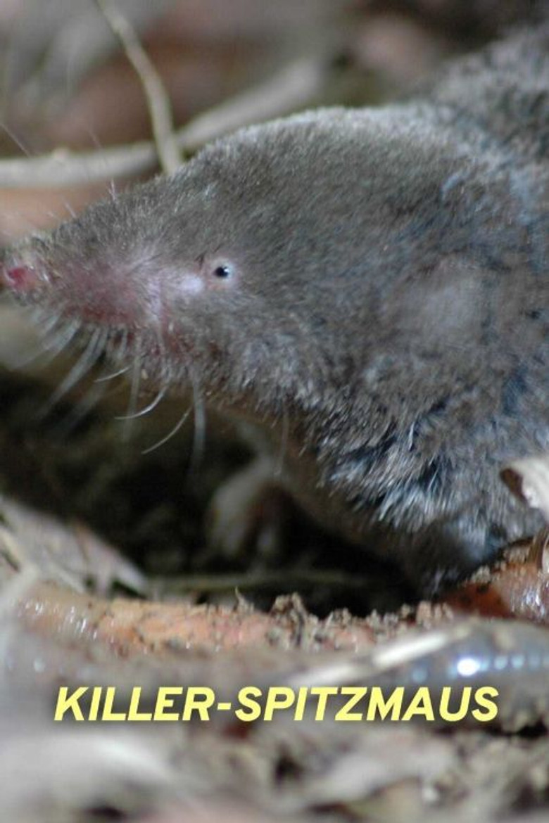 Killer Shrew poster background