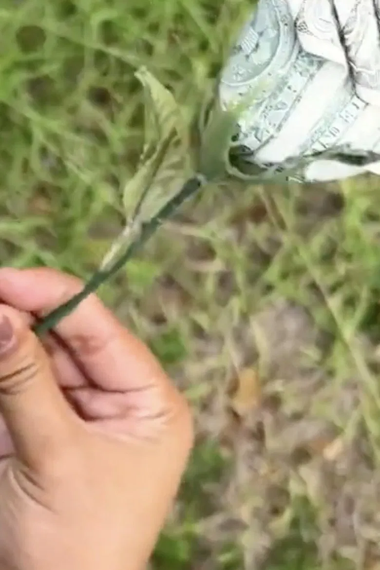 The String of Lineage poster background