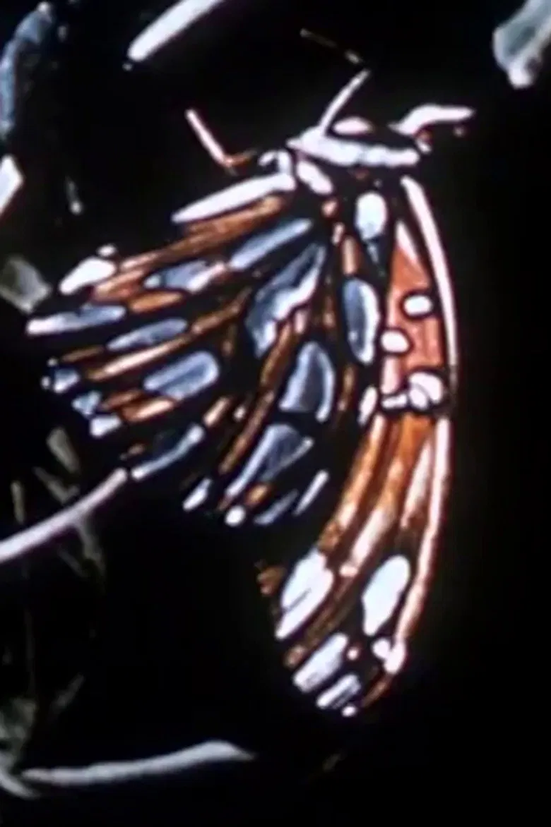 Farfallino poster background