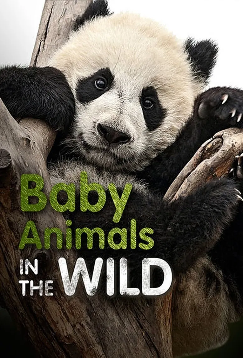 Baby Animals In The Wild poster background