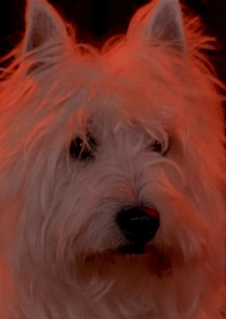 Two Dragons poster background