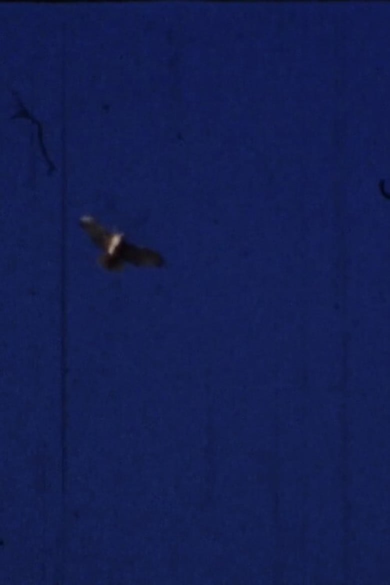 Flying Fish poster background