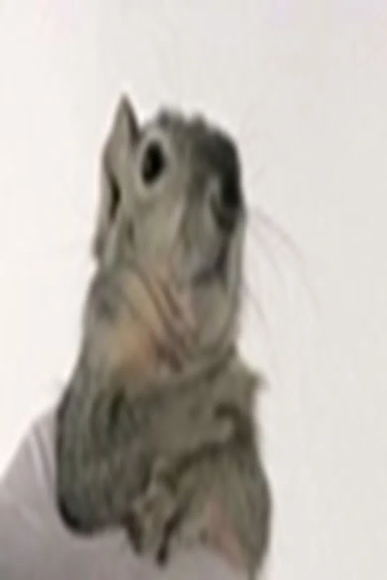 Western Gray Squirrel poster background