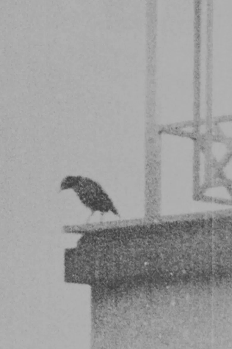 Ghazal no 884 By Bidel poster background