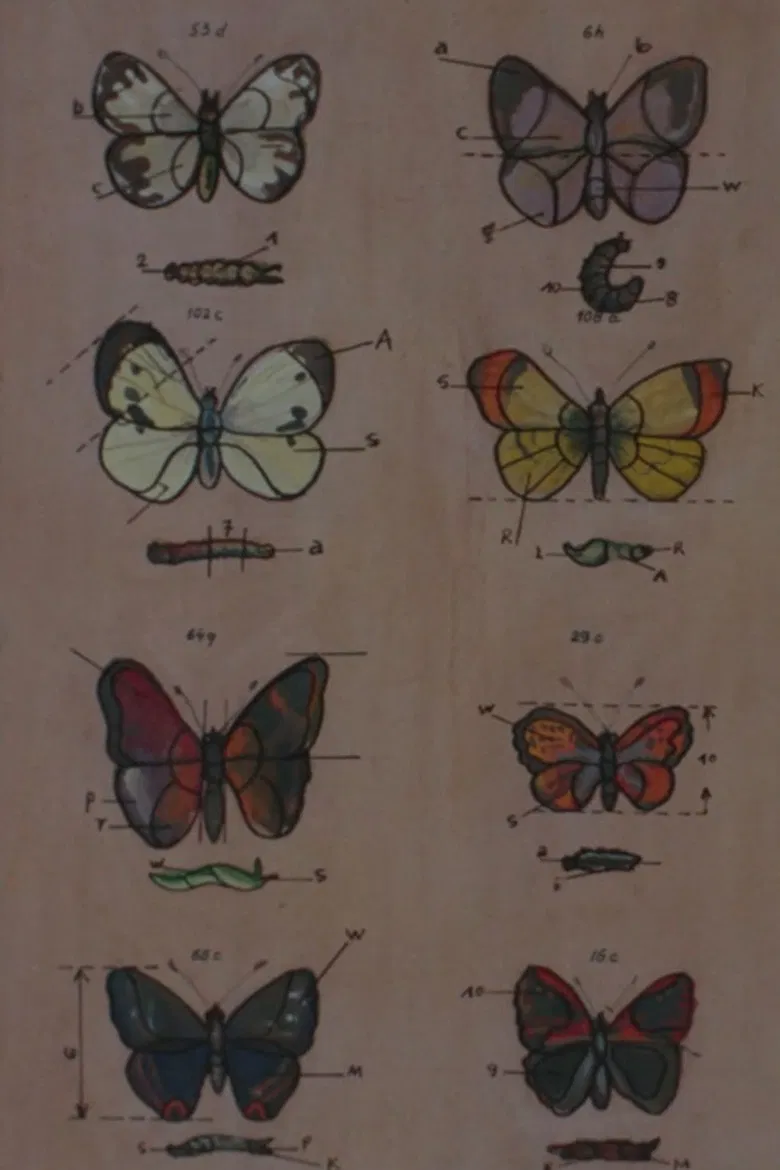 Lekcja anatomii poster background