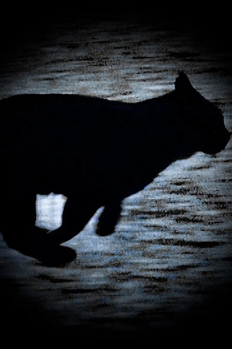 A Black Cat Escapes poster background