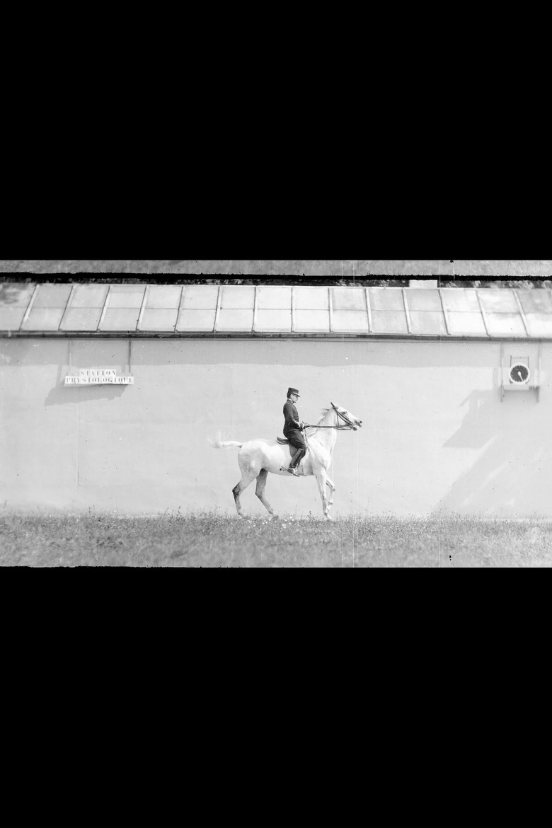 Bay Horse, Mounted, Trotting poster background