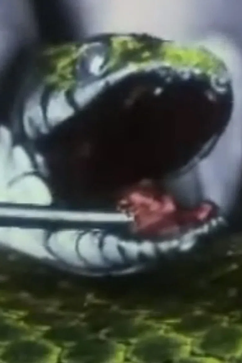 Una serpiente inofensiva. La culebra poster background